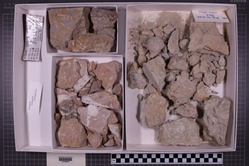 mixed taxa, stratigraphic collection