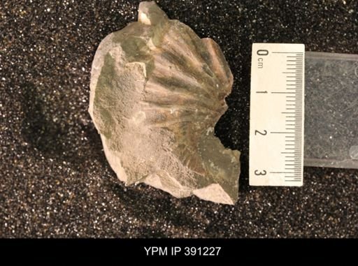 Scaphitidae