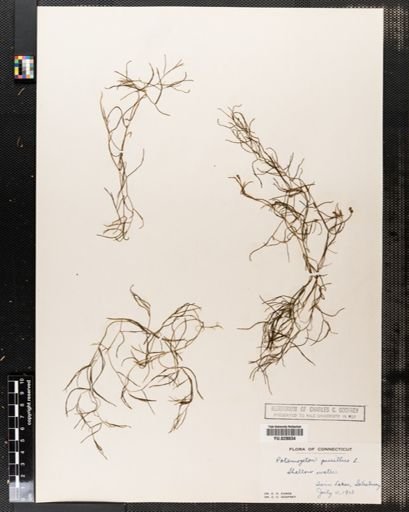 Potamogeton pusillus