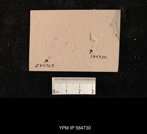 undet. Hemiptera