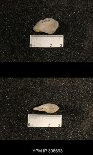 Phestia bellistriata