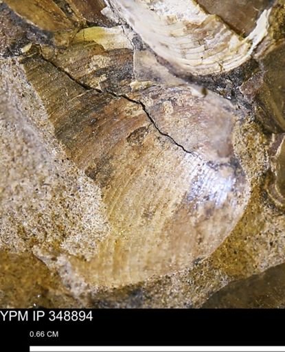 undet. Bivalvia