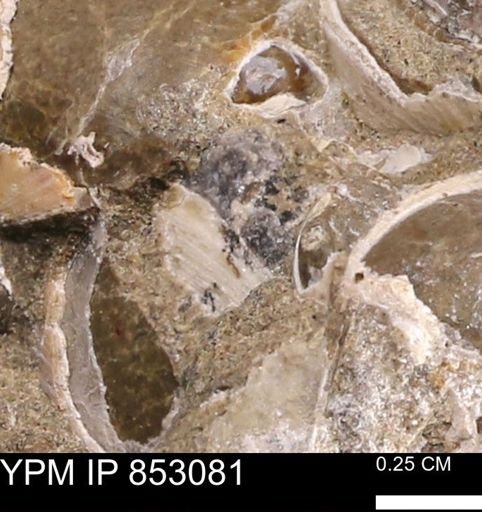Limopsis striatopunctatus