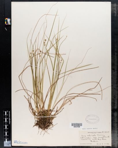Carex echinata