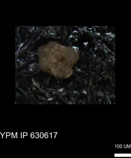 undet. Foraminiferida