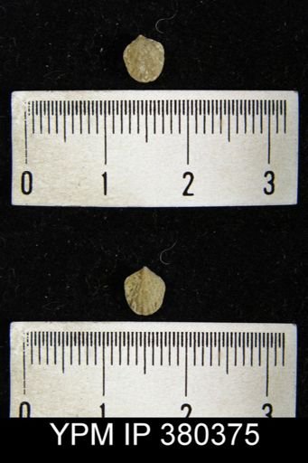 Atrypa reticularis