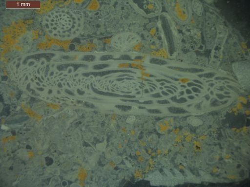 Triticites milleri