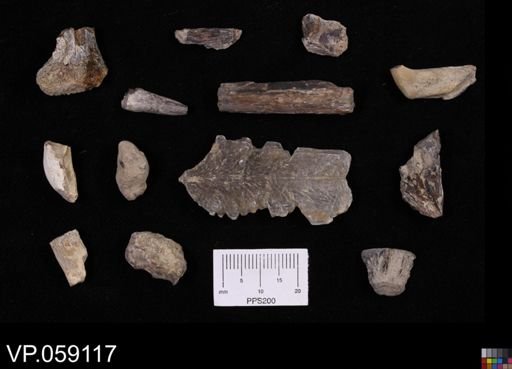 undet. Actinopterygii