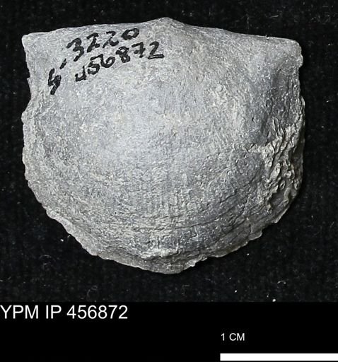 Stropheodonta sp.