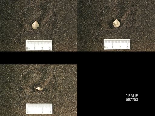 Whitfieldella oblata