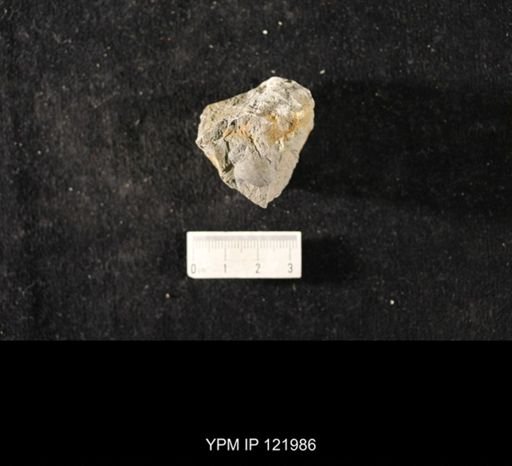 Bellerophon leda