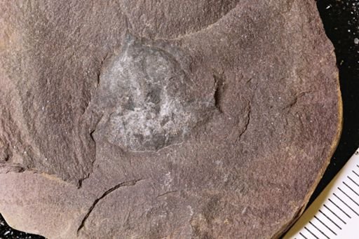 Euproops danae