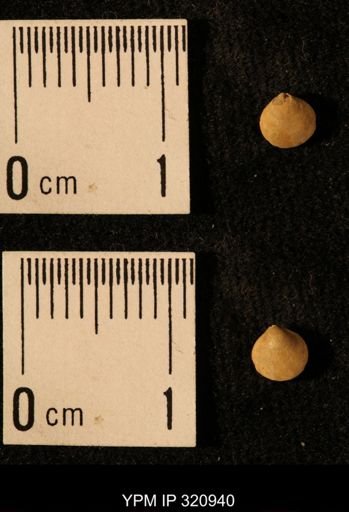 Dielasma elongatum