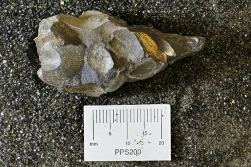 Oxytoma (Hypoxytoma) nebrascana