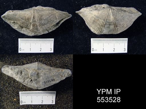 Spirifer macronotus