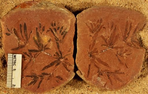Annularia sphenophylloides