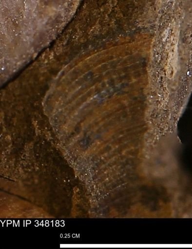 Limopsis striatopunctatus