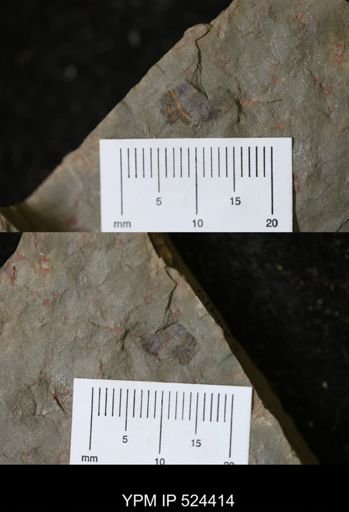 Nautiloidea?