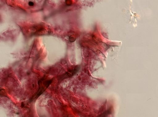 Spongia pilosa