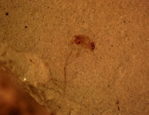 Coleoptera?