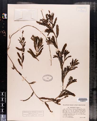 Potamogeton crispus