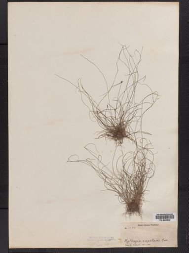 Plantae
