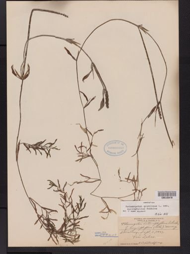 Potamogeton heterophyllus