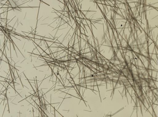 Polymastia boletiformis