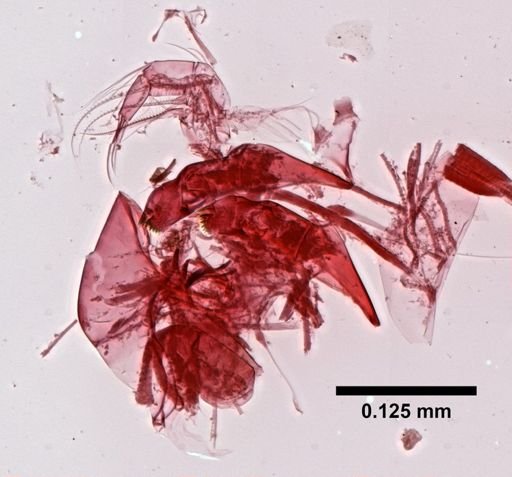 Cypria petenensis