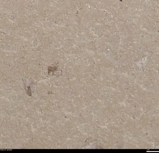 undet. Hexapoda