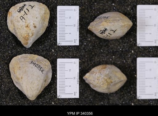 undet. Bivalvia