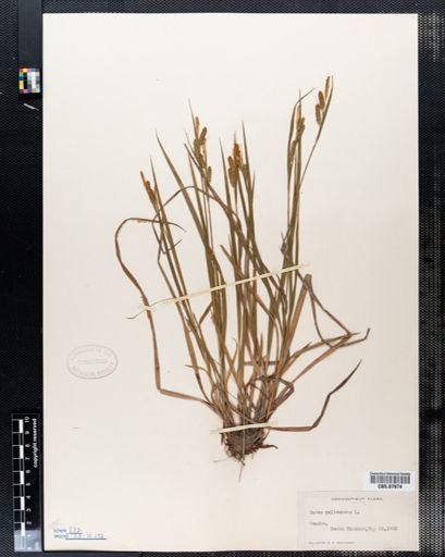 Carex pallescens