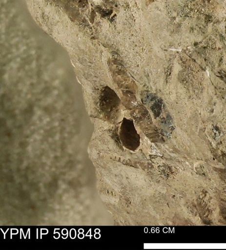 undet. Bivalvia
