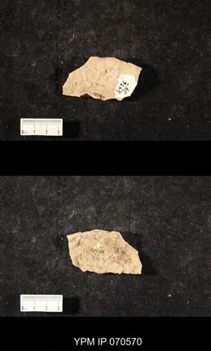 Favosites louisvillensis