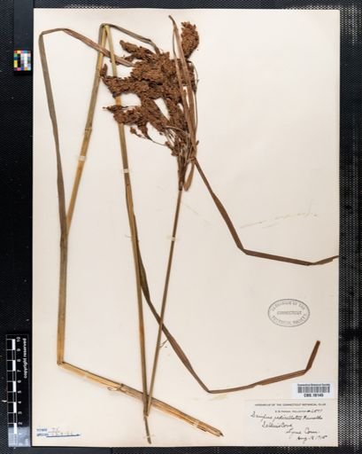 Scirpus pedicellatus