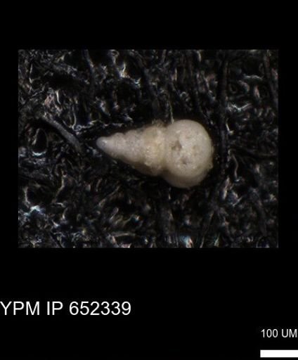 undet. Heterohelicidae