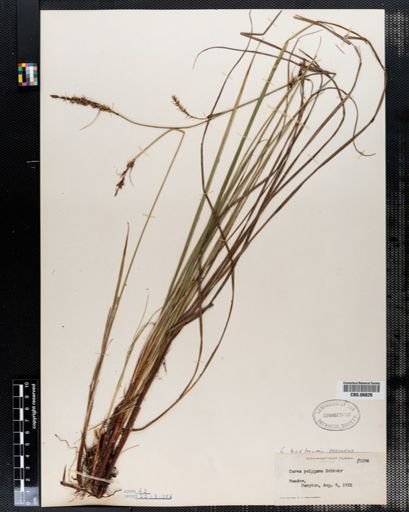 Carex polygama