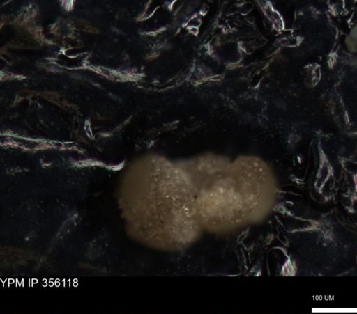 undet. Foraminiferida