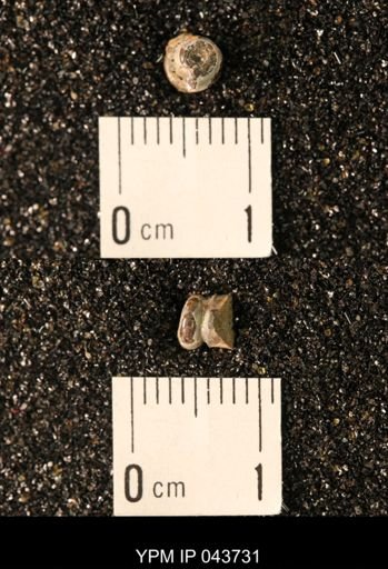 Hoploscaphites nicolletii