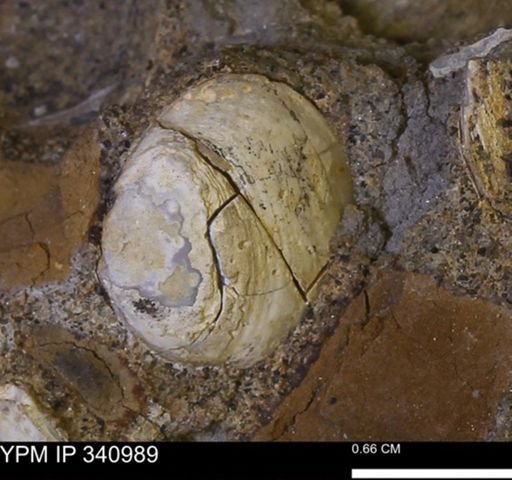 Corbicula sp.