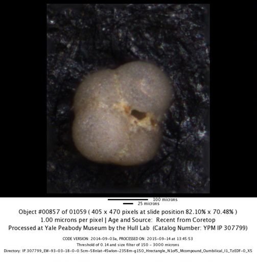 undet. Foraminiferida