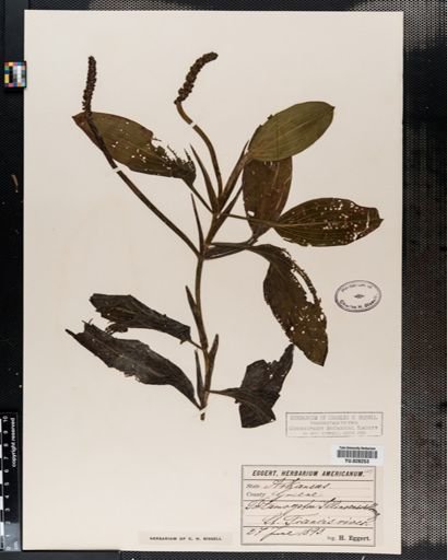 Potamogeton