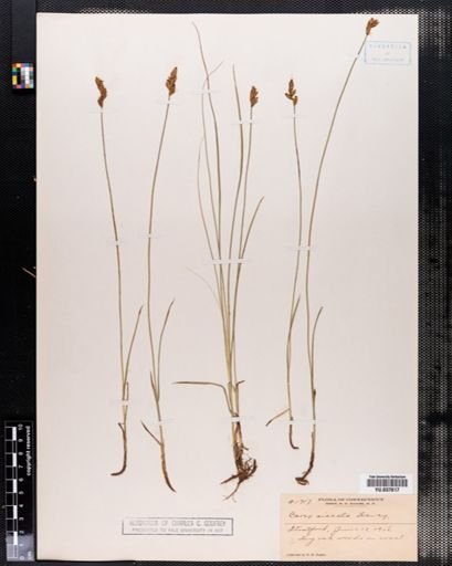 Carex siccata