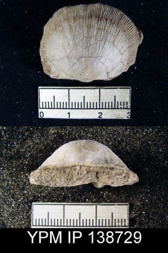Derbyia sp.