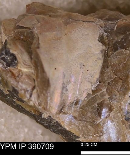 Scaphites sp.