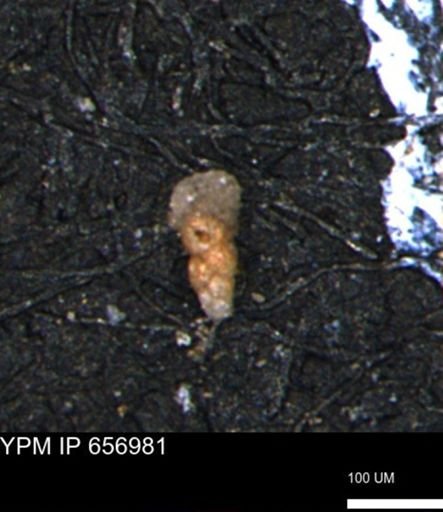 Verneuilinoides kansasensis