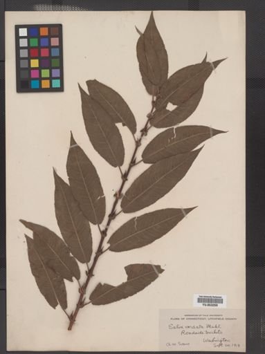 Salix cordata