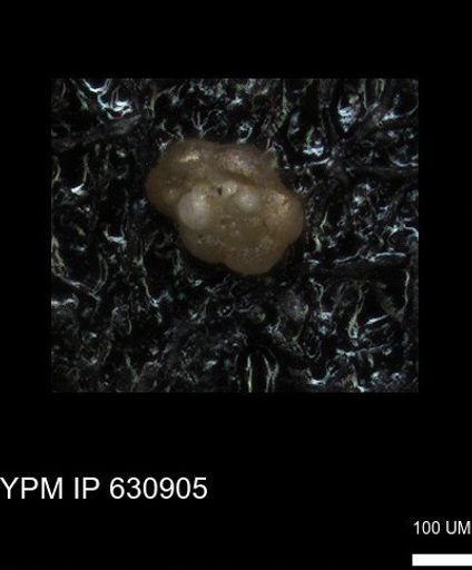 undet. Globigerinina