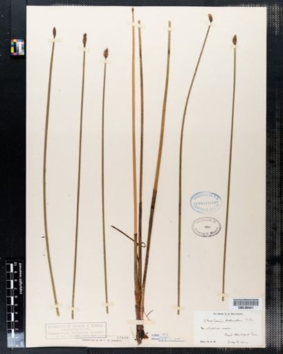Eleocharis palustris