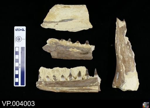 Platecarpus tympaniticus